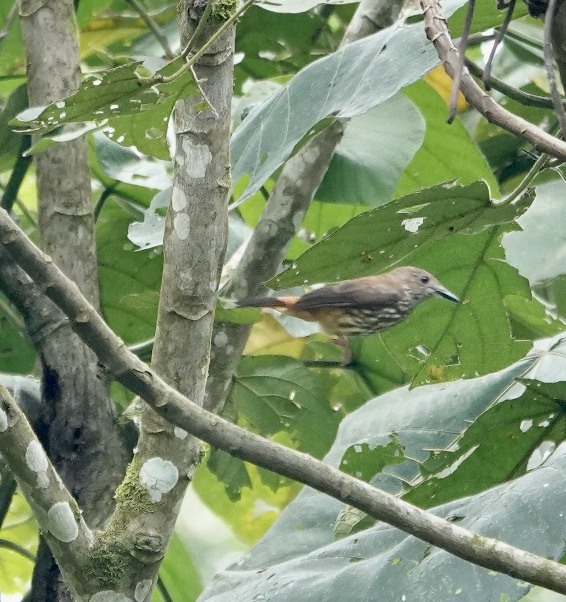 African Shrike-flycatcher - ML502900531