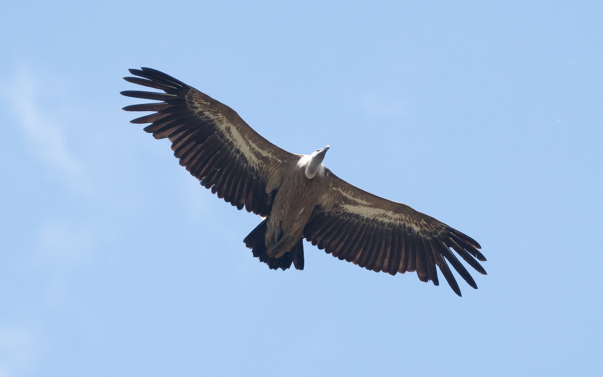 Eurasian Griffon - ML502900631