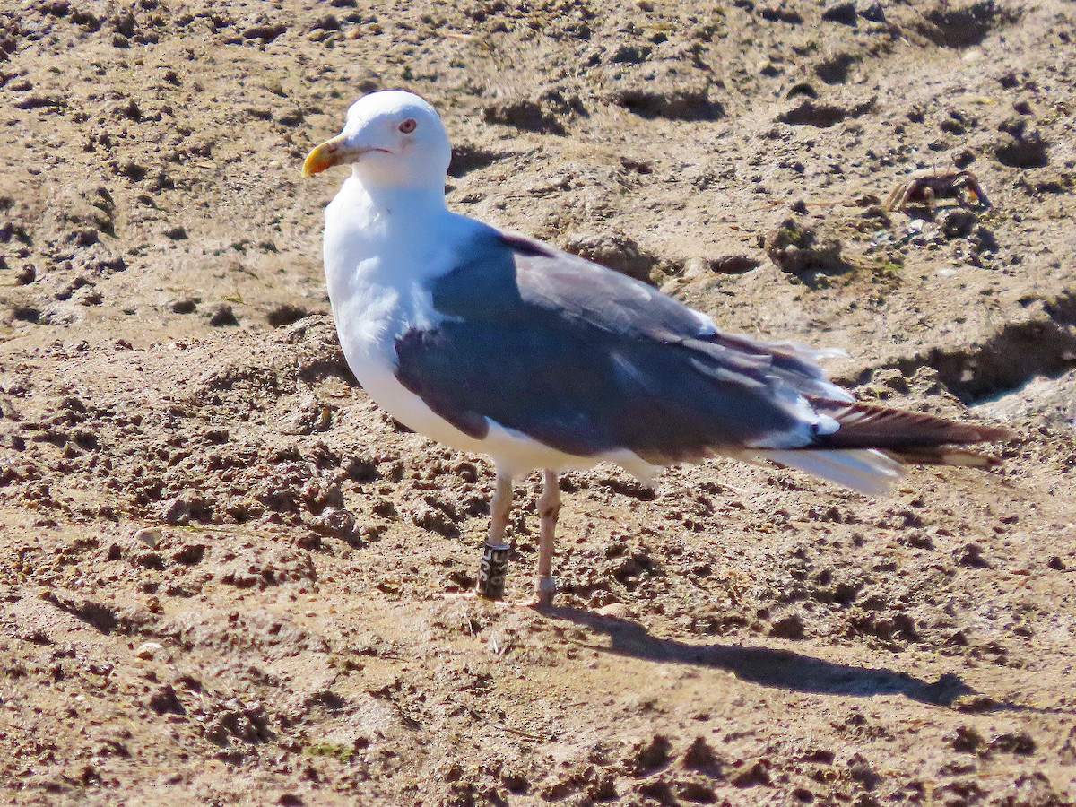 Бэсрэг цахлай - ML502901541