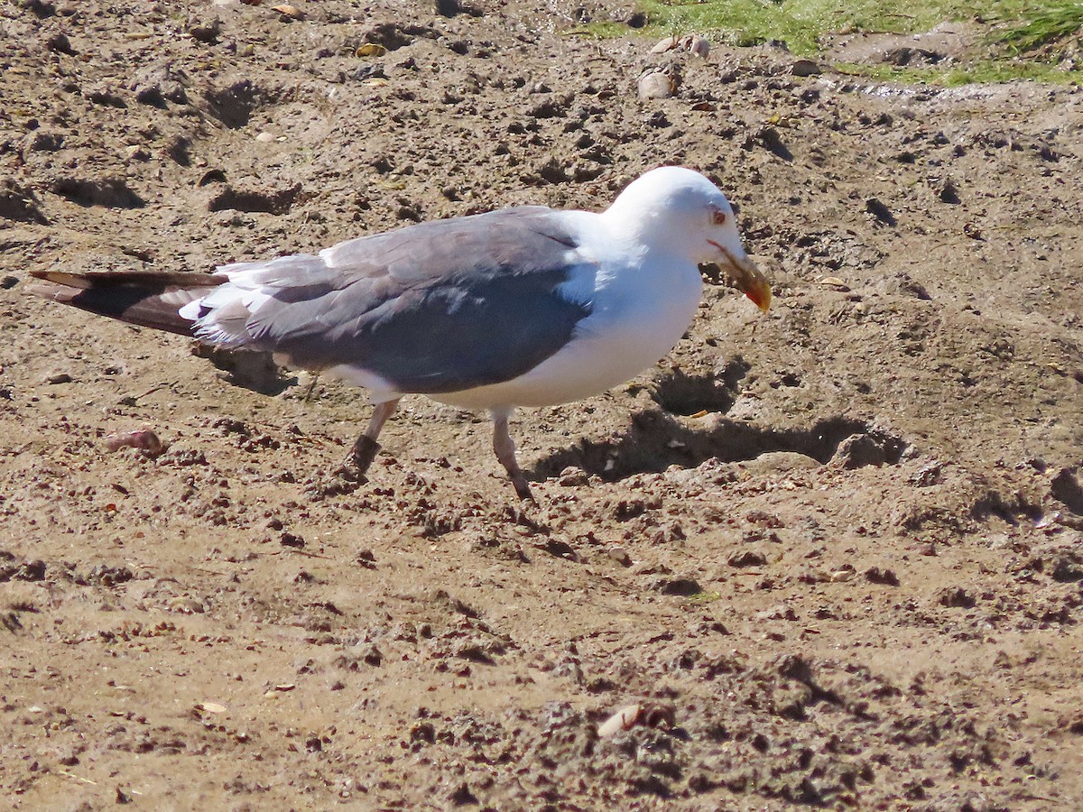 Бэсрэг цахлай - ML502901551