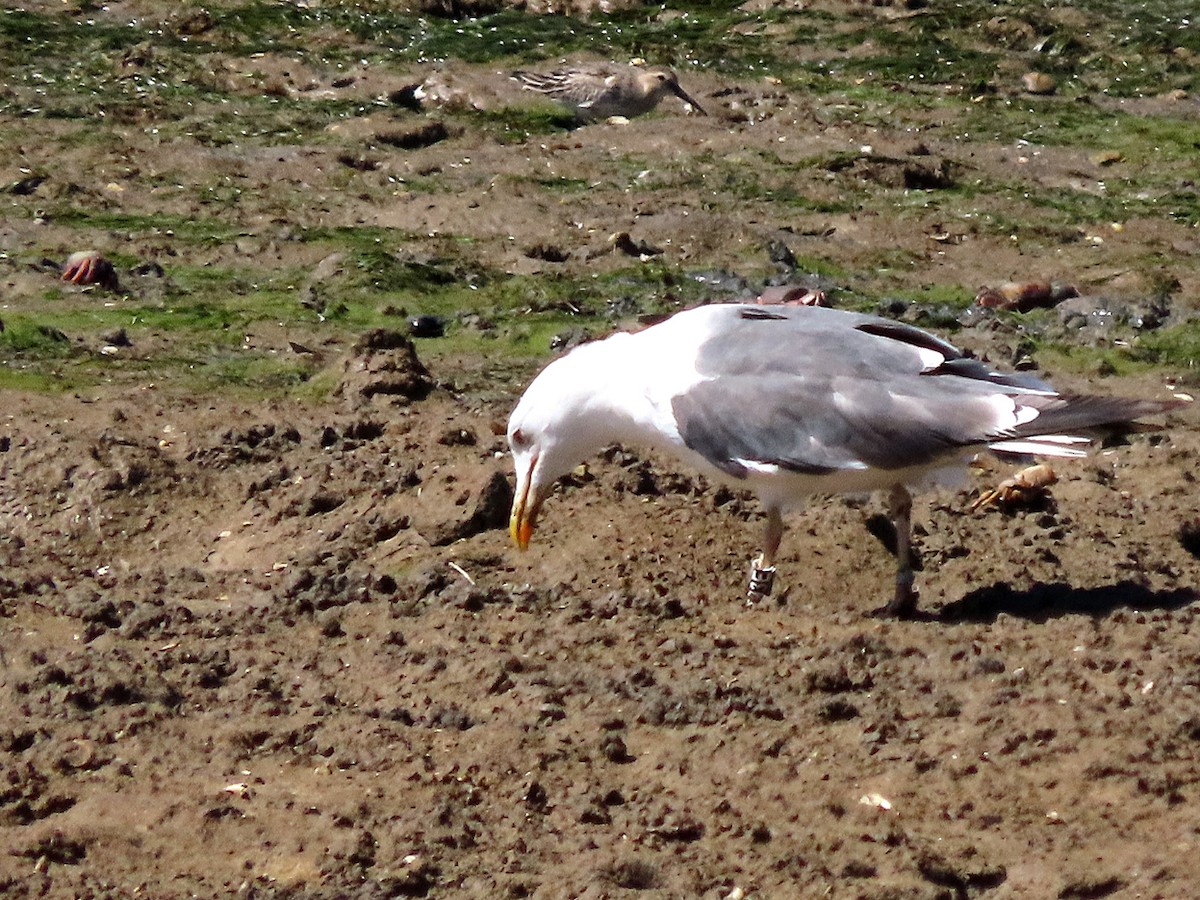 Бэсрэг цахлай - ML502901561