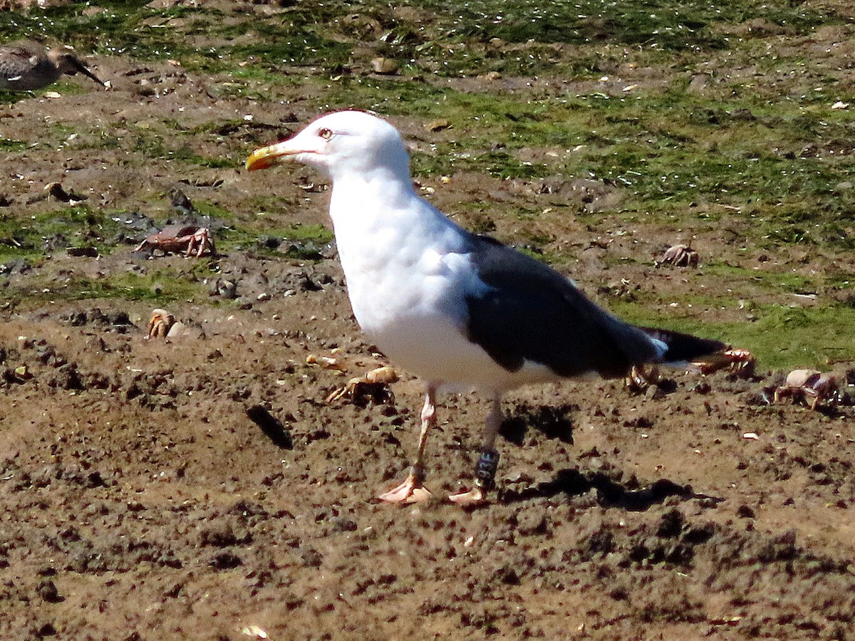 Бэсрэг цахлай - ML502901571