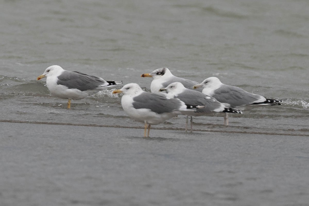 Pallas's Gull - ML502901741