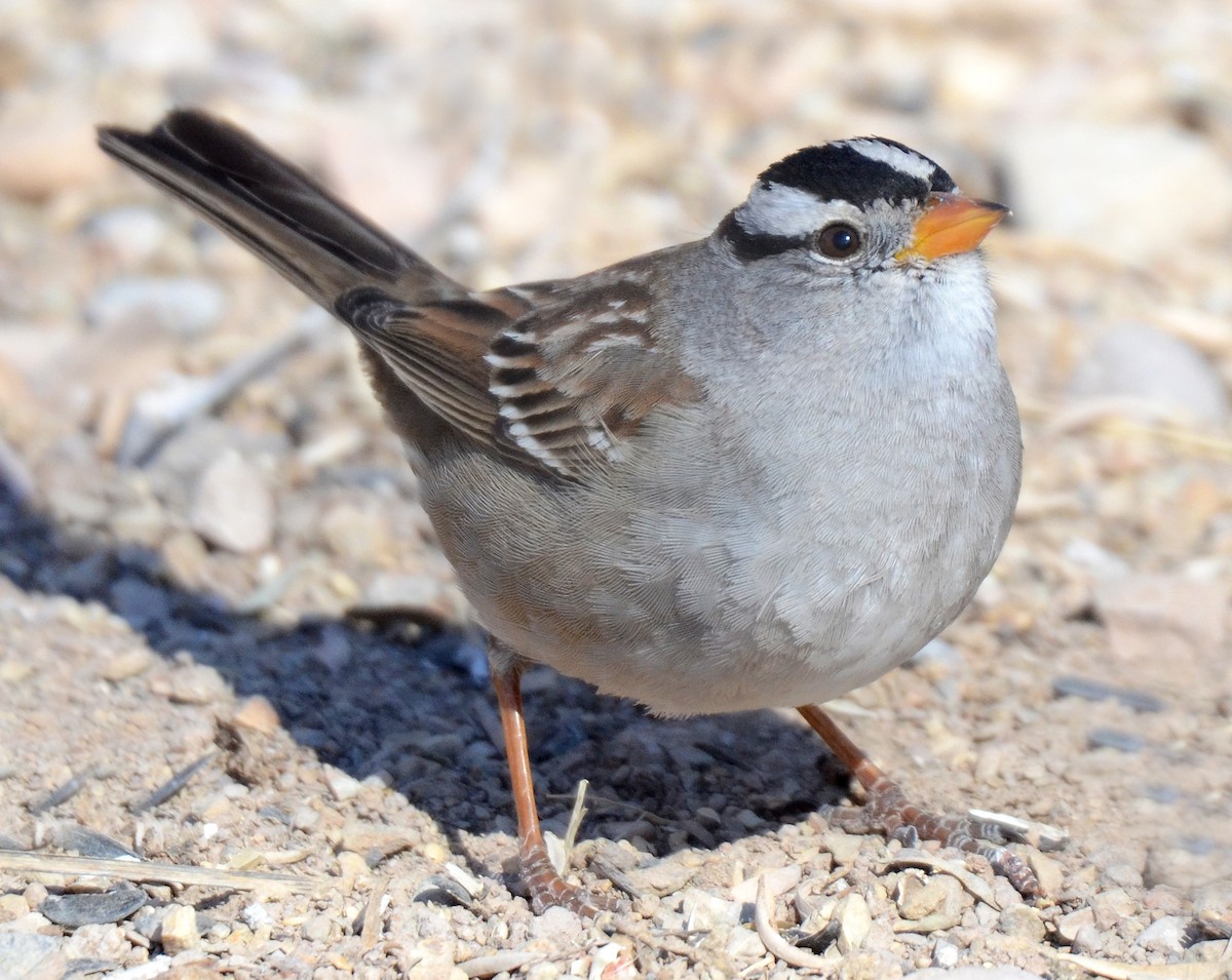 White-crowned Sparrow (Gambel's) - Steven Mlodinow