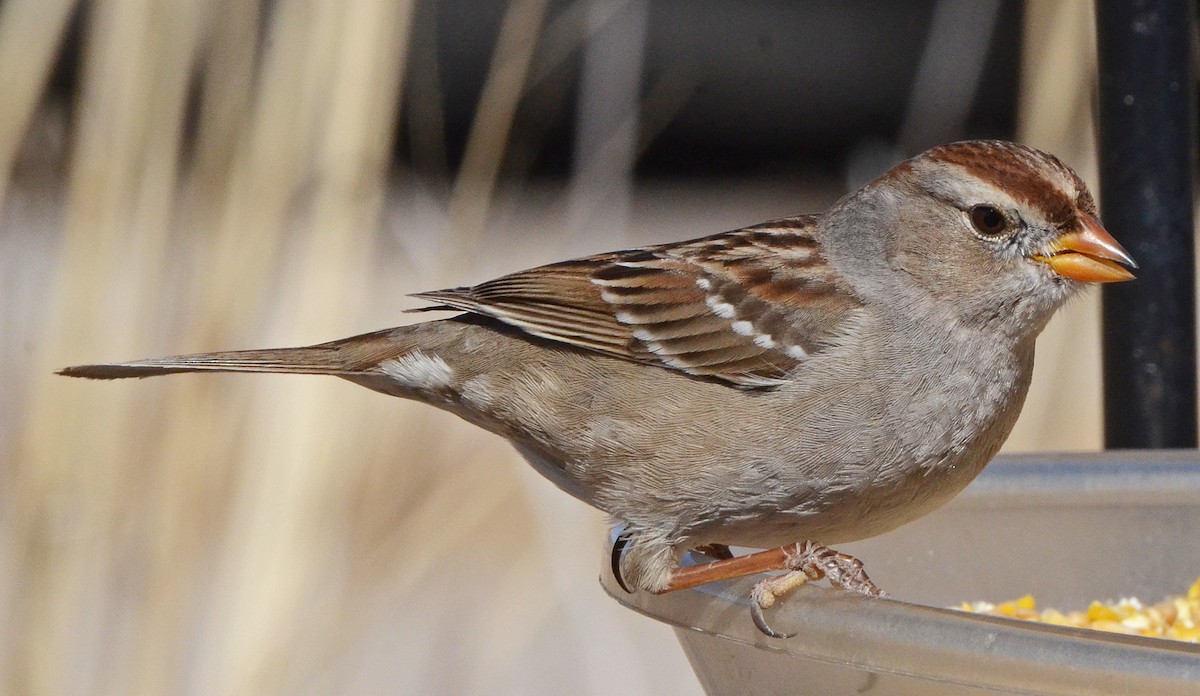 White-crowned Sparrow (Gambel's) - ML50290191