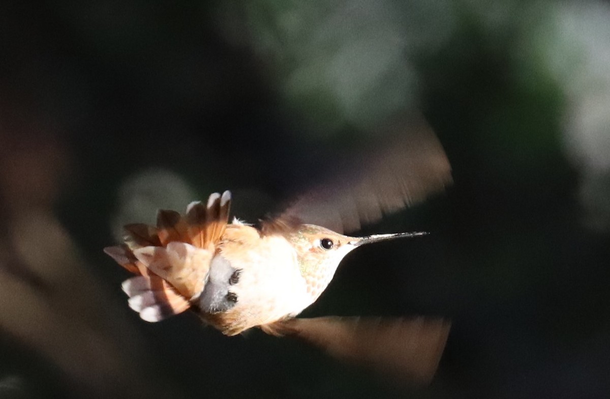 Rufous/Allen's Hummingbird - ML502902471