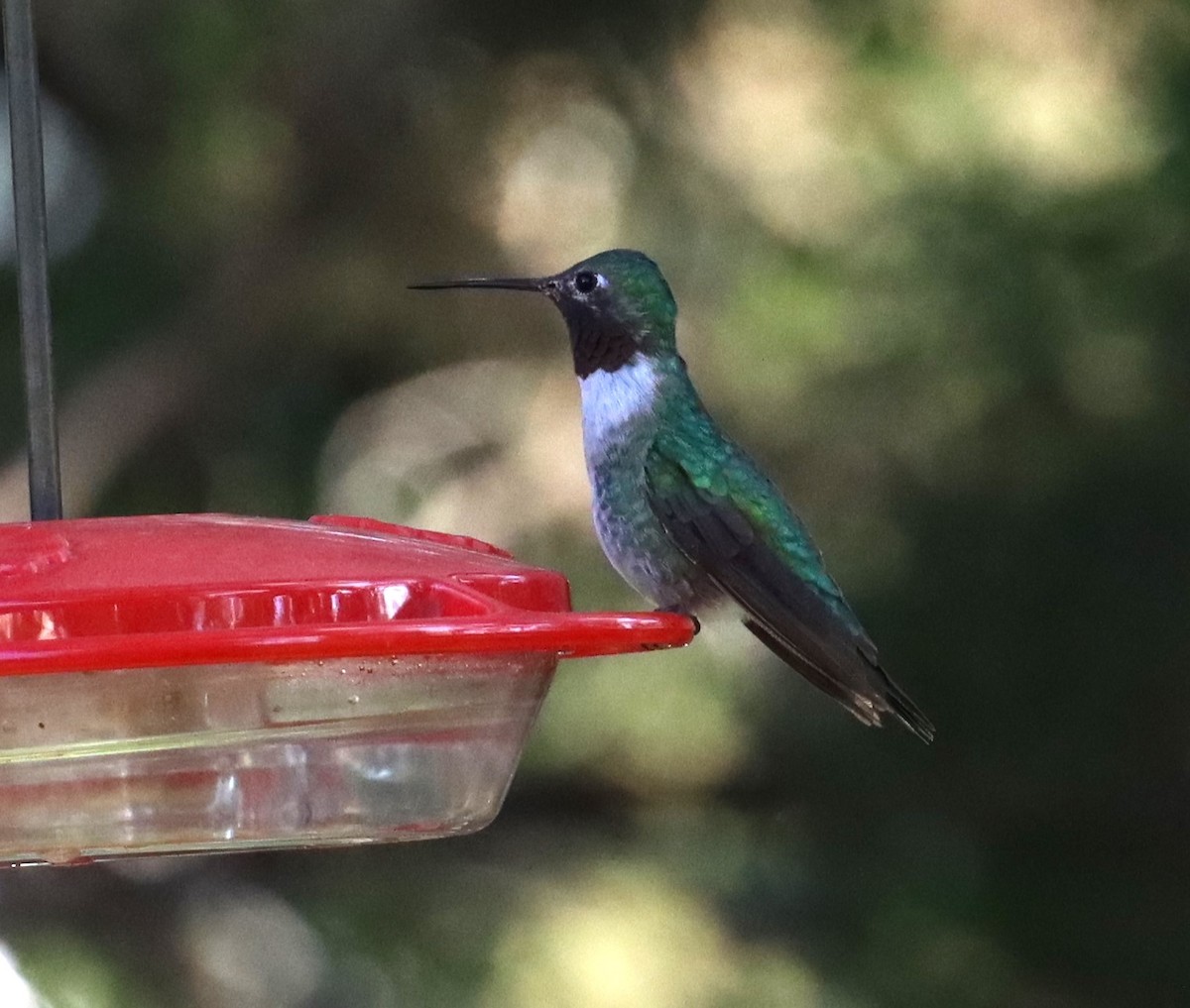 Broad-tailed Hummingbird - ML502902541