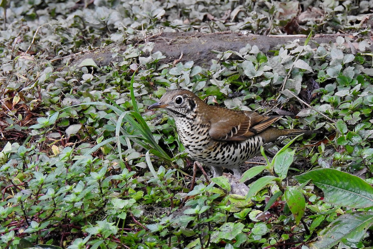 Long-tailed Thrush - ML50290291