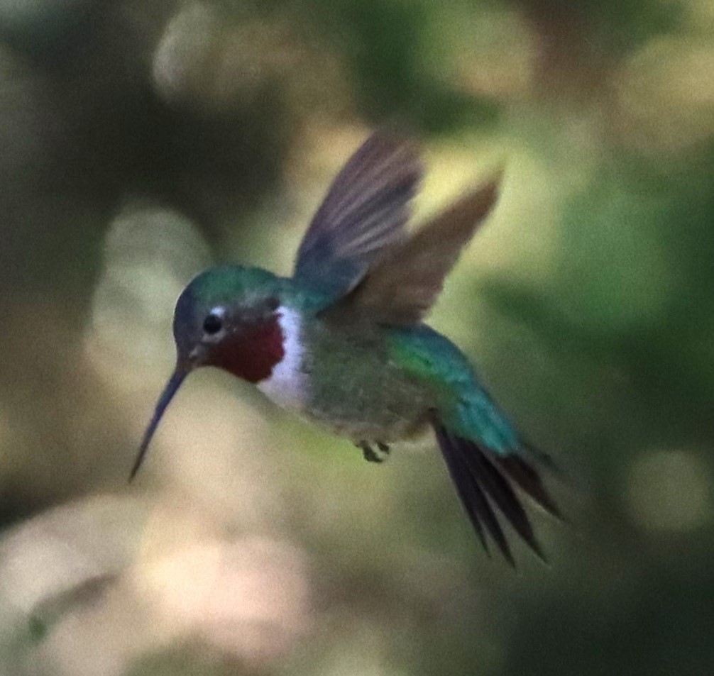 Broad-tailed Hummingbird - ML502903011