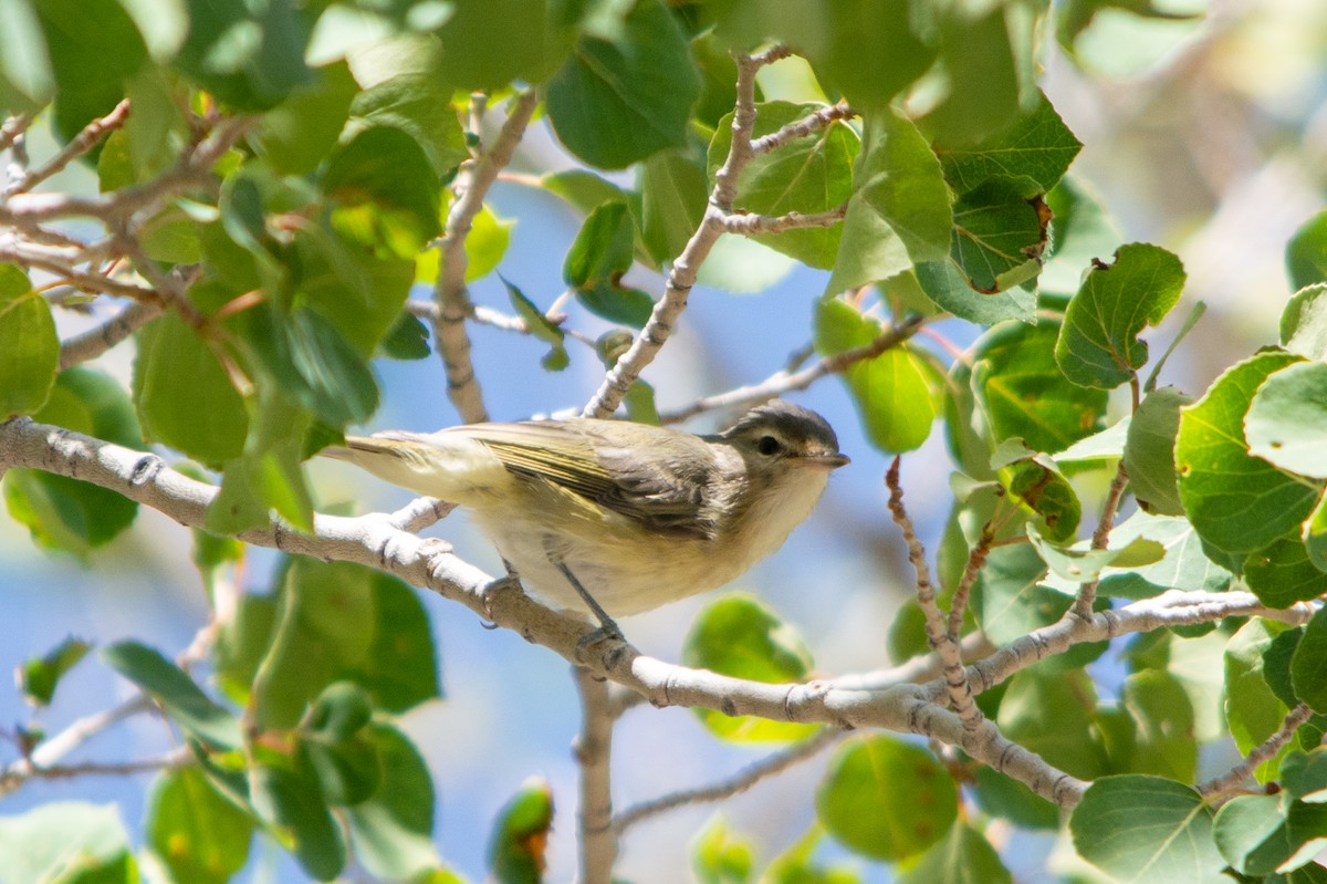 Western Warbling Vireo - ML502903271