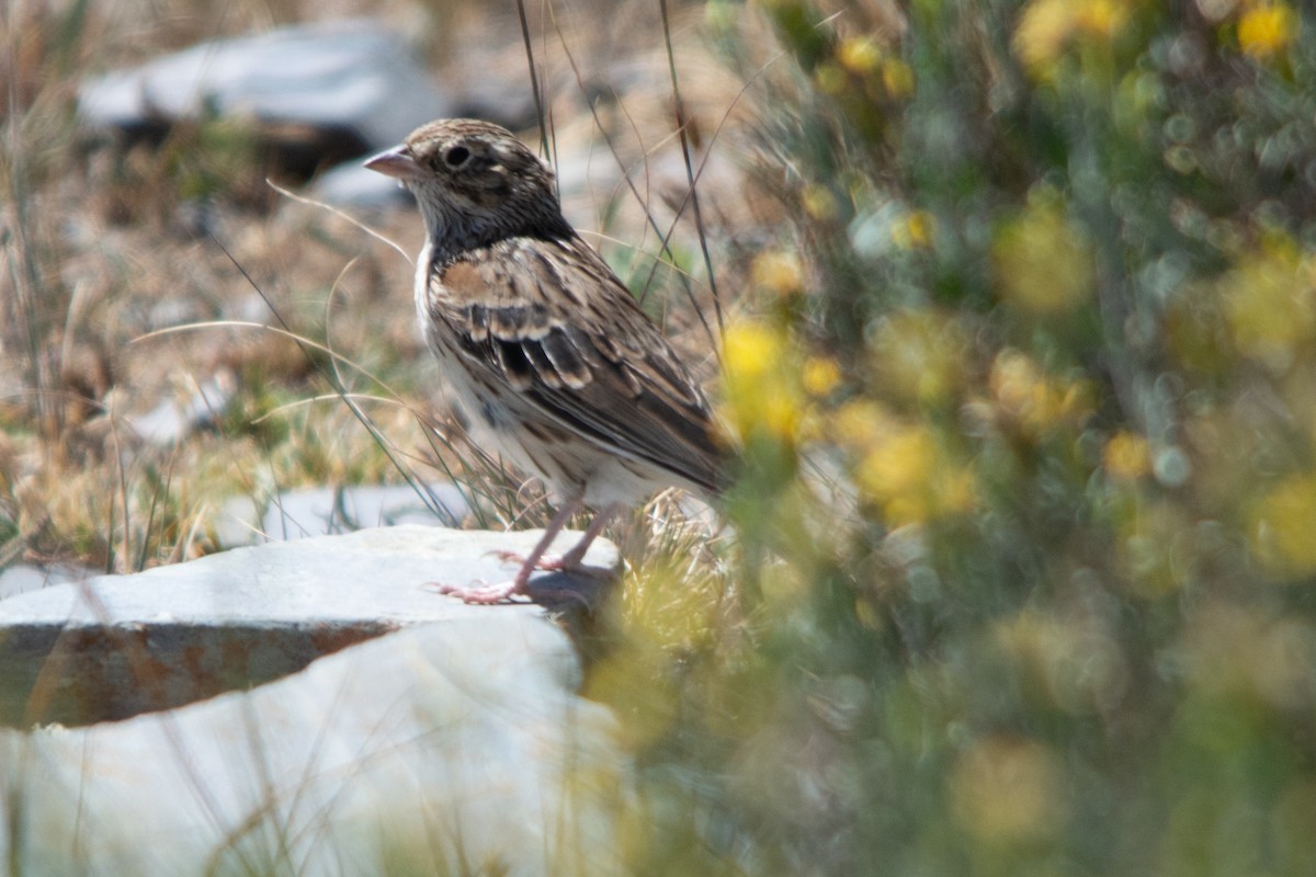 Vesper Sparrow - ML502903321
