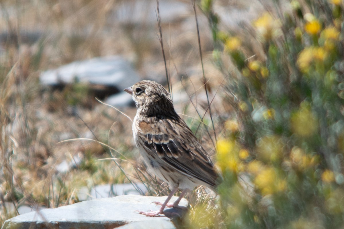 Vesper Sparrow - ML502903331