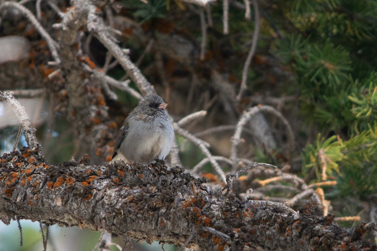 Dark-eyed Junco - ML502903541