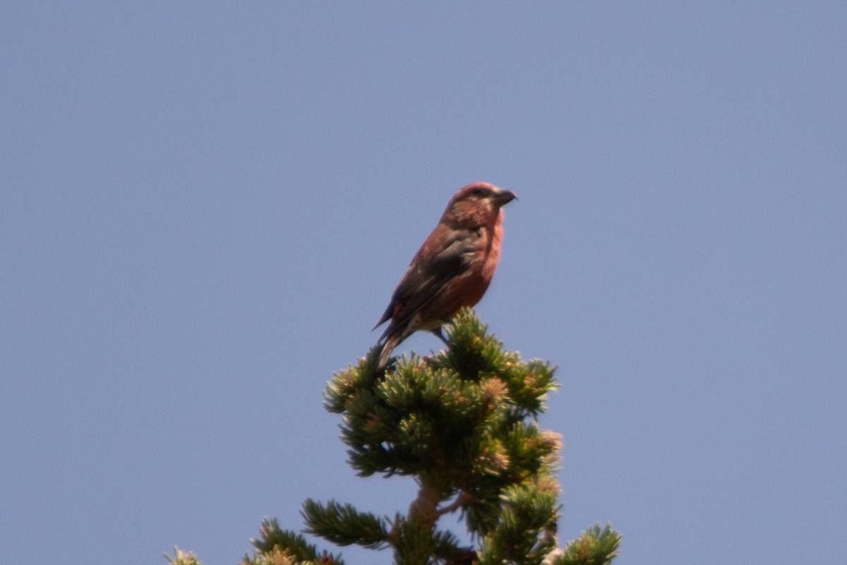 Гацуурын солбин хошуут - ML502903591