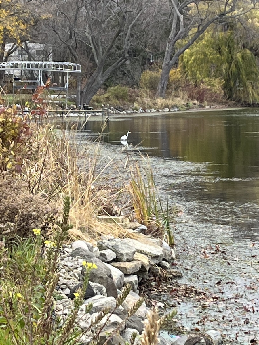 Great Egret - ML502903671