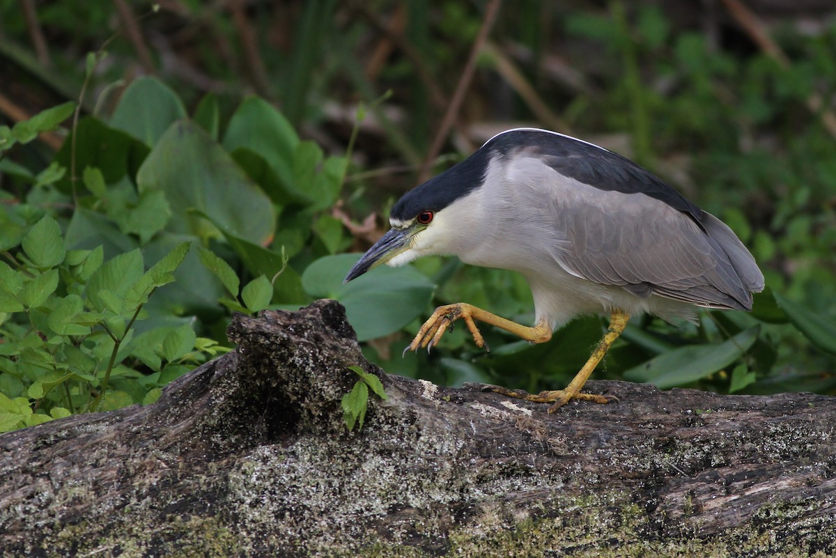 Black-crowned Night Heron - ML50290371