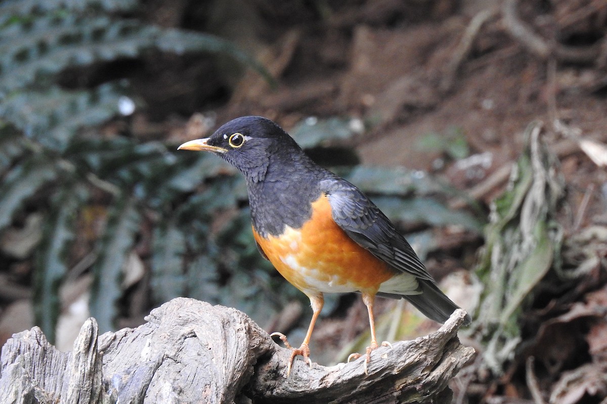 Black-breasted Thrush - ML50290401