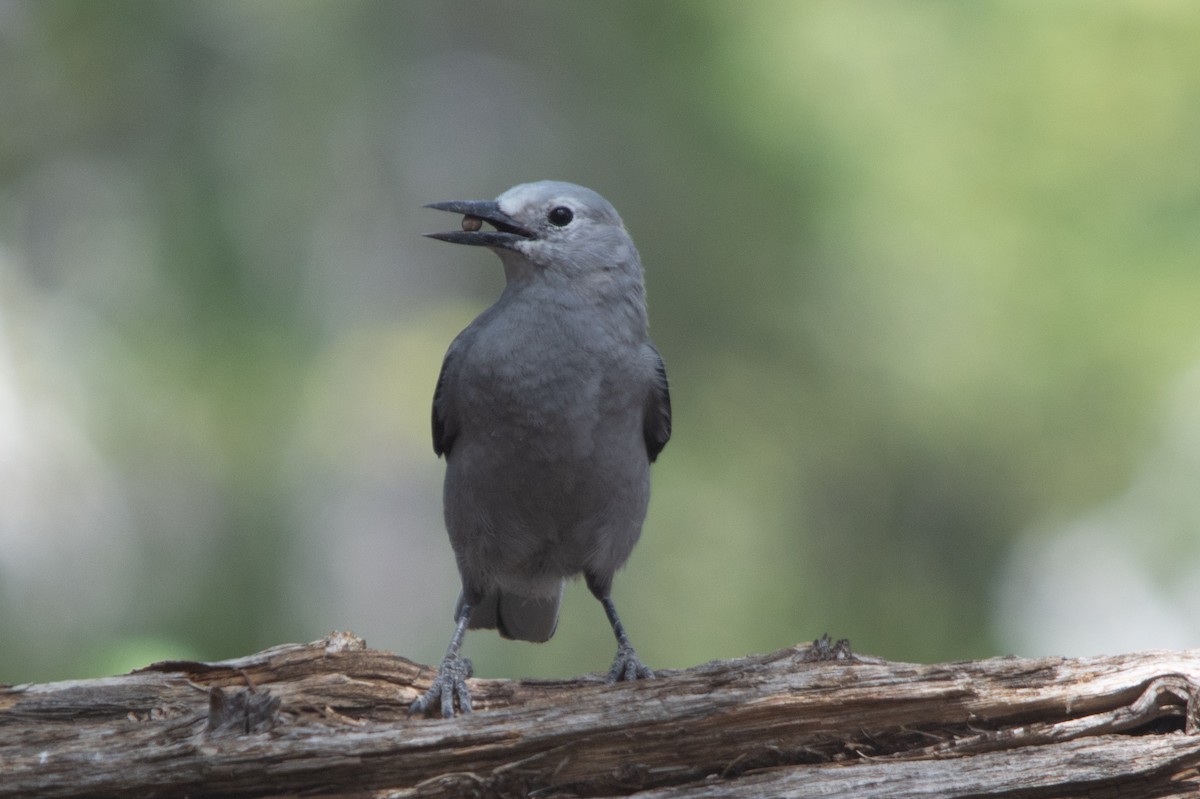 Clark's Nutcracker - ML502904161
