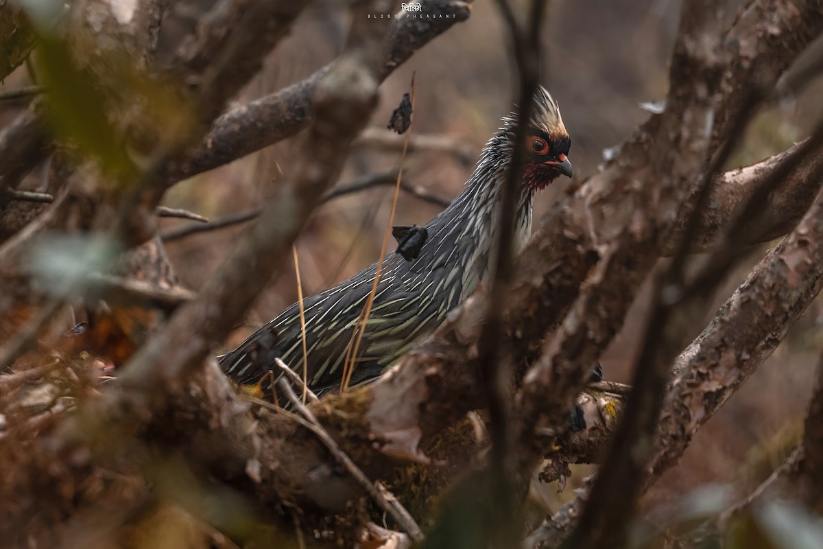 Blood Pheasant - ML502904341