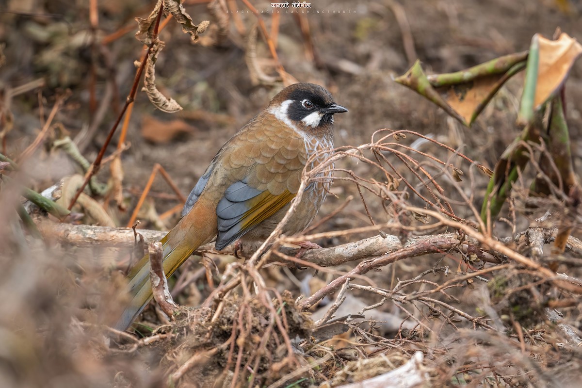 Black-faced Laughingthrush - Deepak Budhathoki 🦉