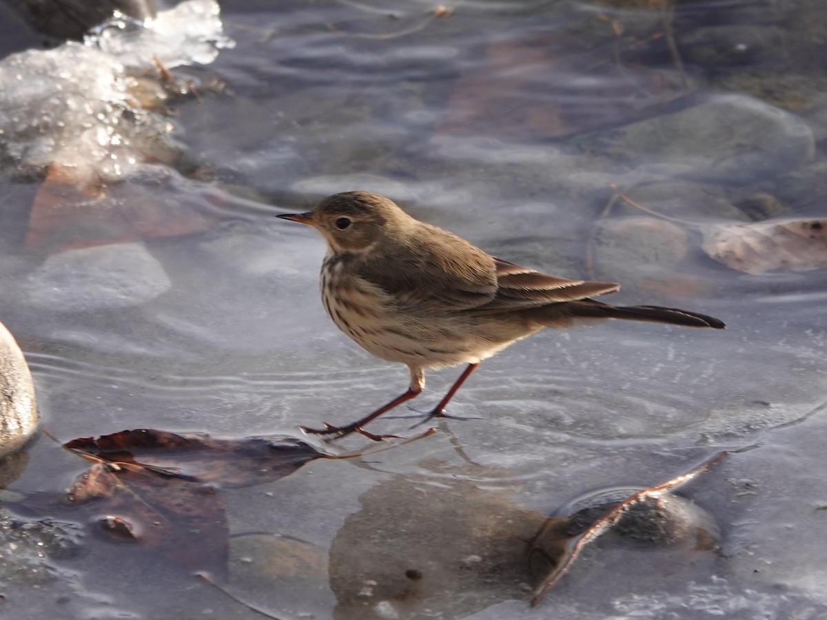 Pipit d'Amérique - ML502904821