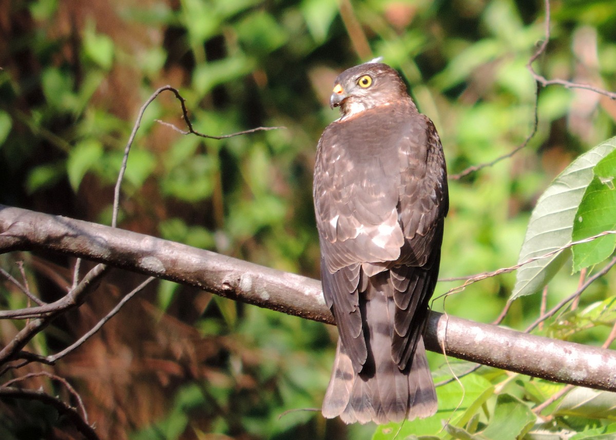 Chinese Sparrowhawk - Laurie Koepke