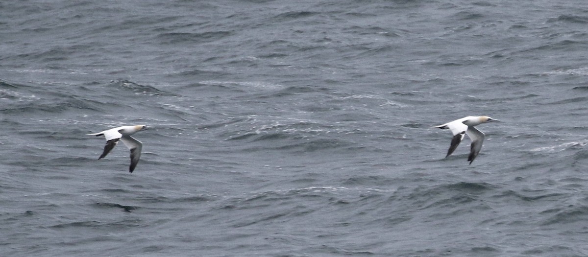 Northern Gannet - ML502905091