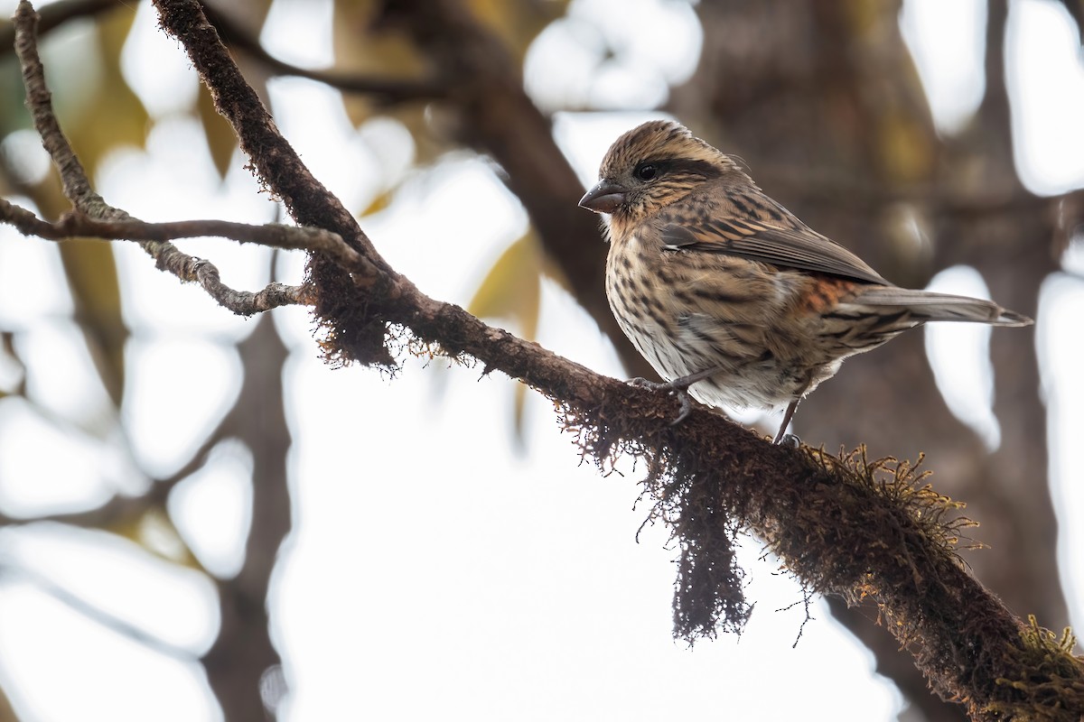 Himalayan White-browed Rosefinch - ML502905461