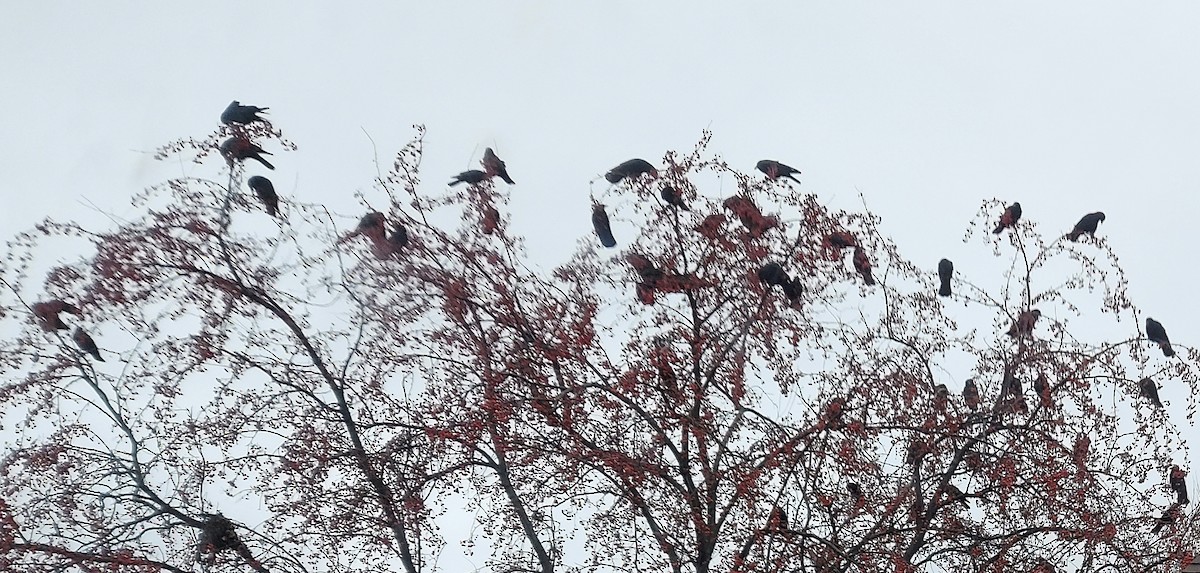 American Crow - ML502906971