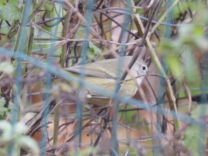 Orange-crowned Warbler - ML502907371