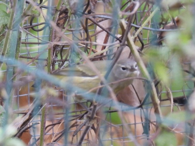 Orange-crowned Warbler - ML502907381