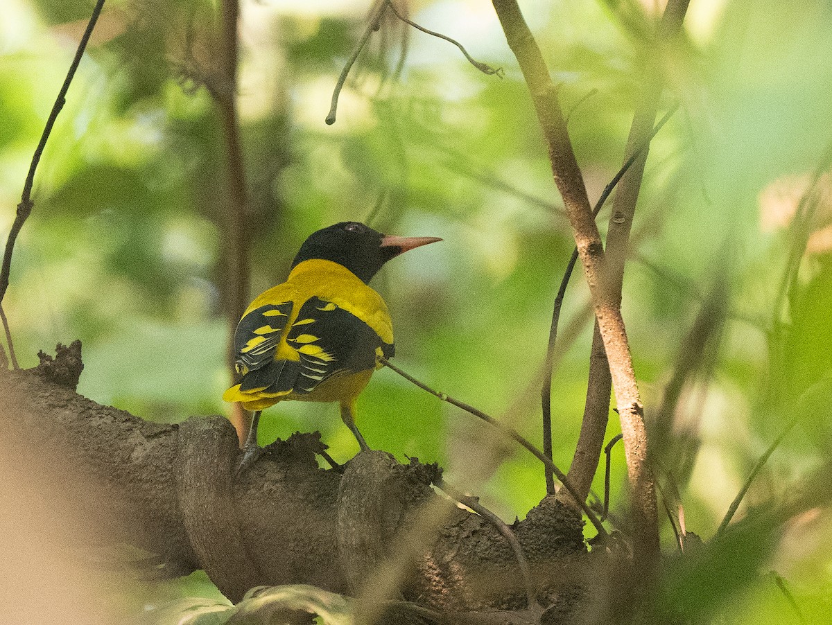 Black-hooded Oriole - ML502907961