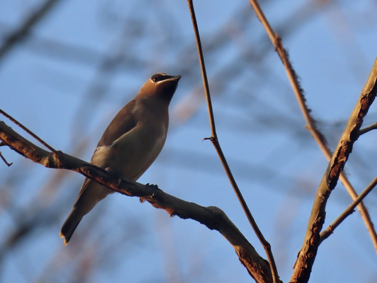 Cedar Waxwing - ML502908141