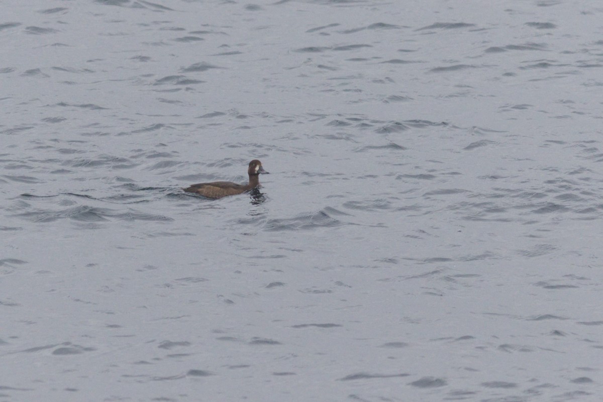 Greater Scaup - ML502911701