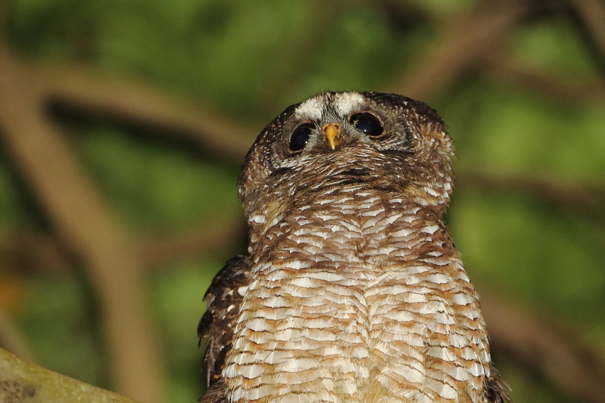 African Wood-Owl - ML502911821