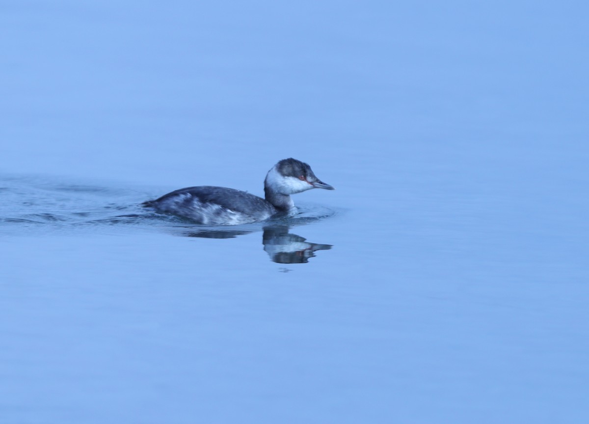 Horned Grebe - ML502912791