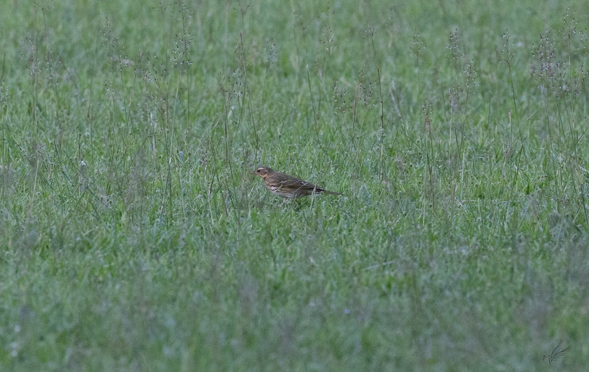 Olive-backed Pipit - ML502913401