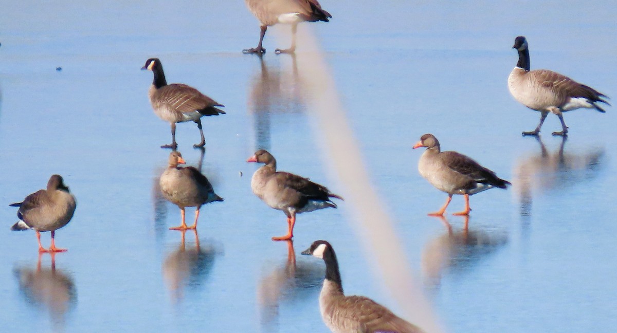 Greater White-fronted Goose - ML502913811