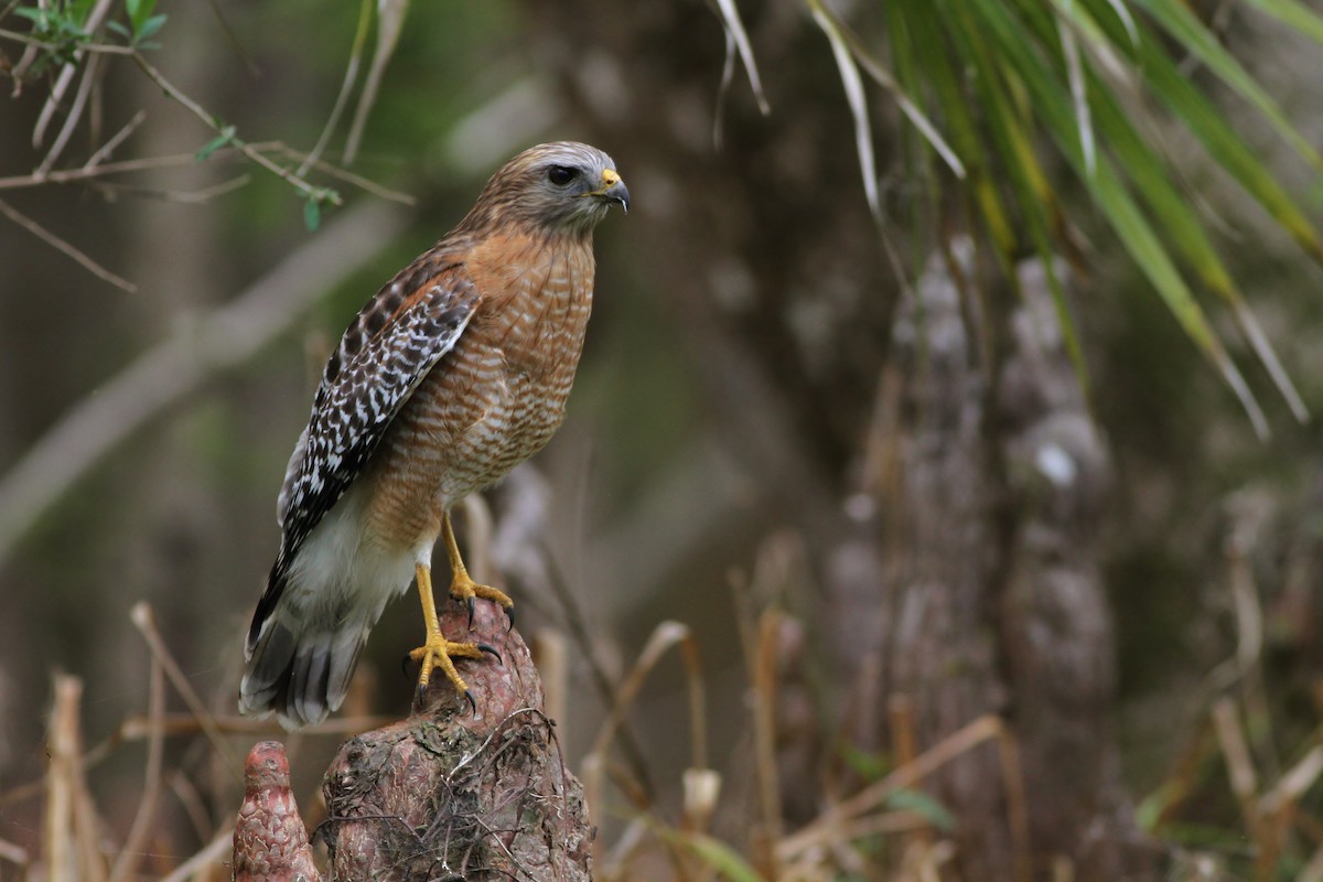 Red-shouldered Hawk - ML50291391