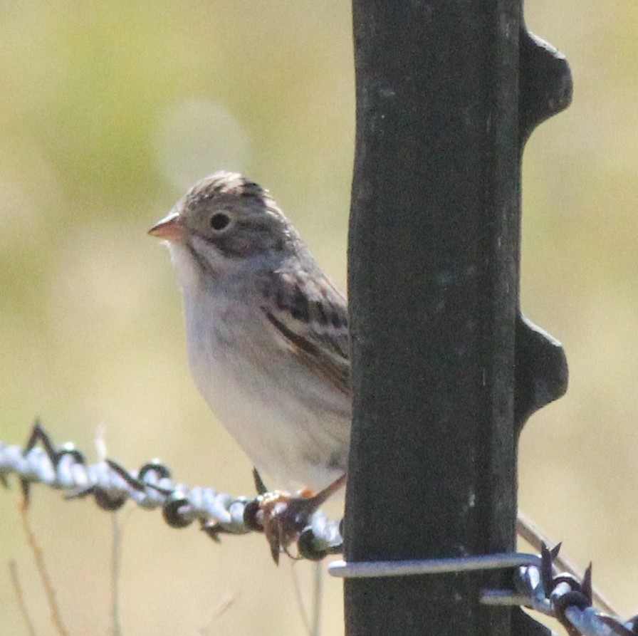 Brewer's Sparrow - Debby Parker