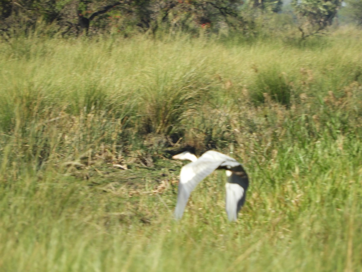 Whistling Heron - ML502914141