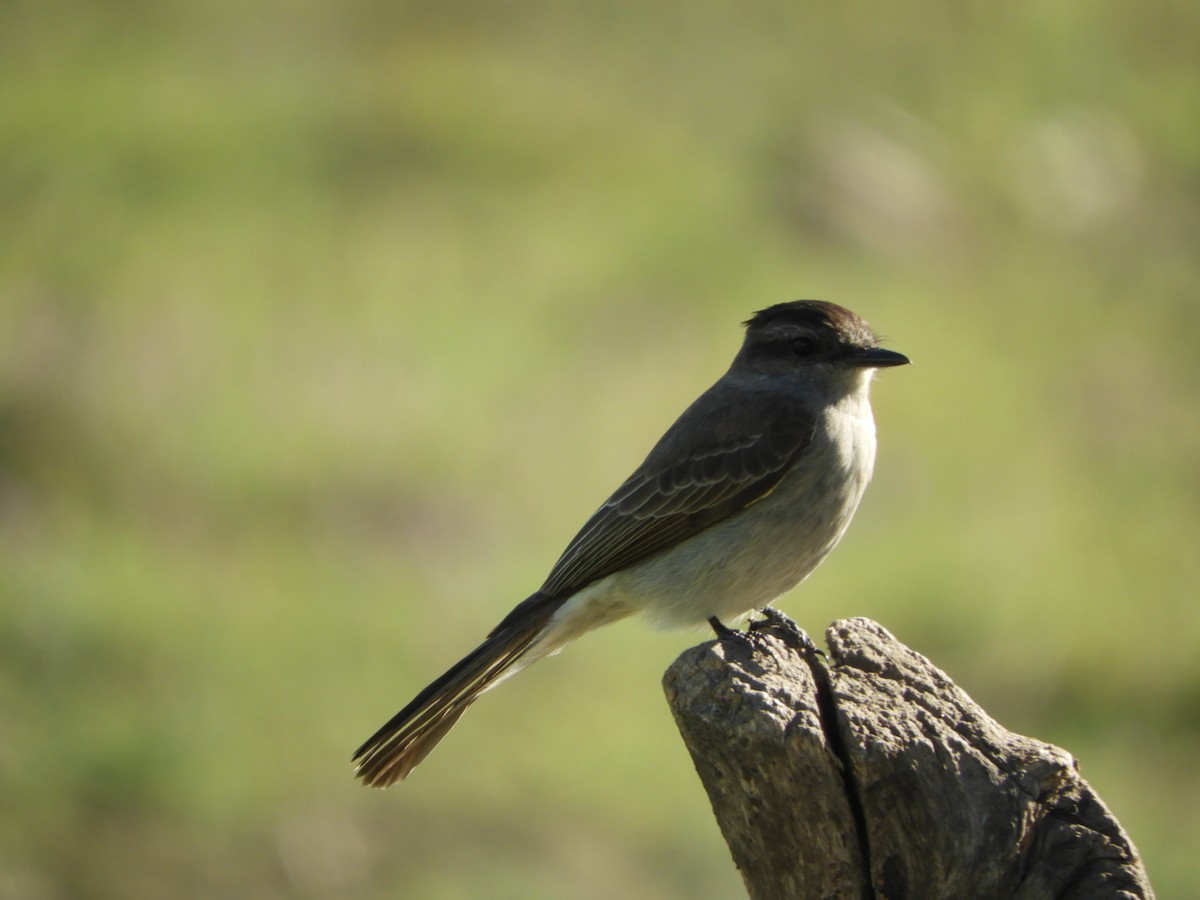 Crowned Slaty Flycatcher - Silvia Enggist