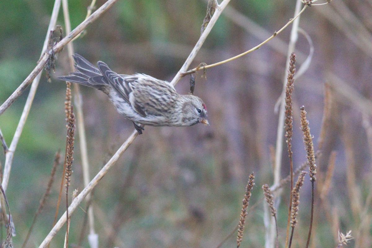 Common Redpoll (flammea) - Anton Liebermann