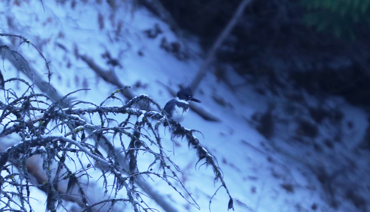 Belted Kingfisher - ML502914591