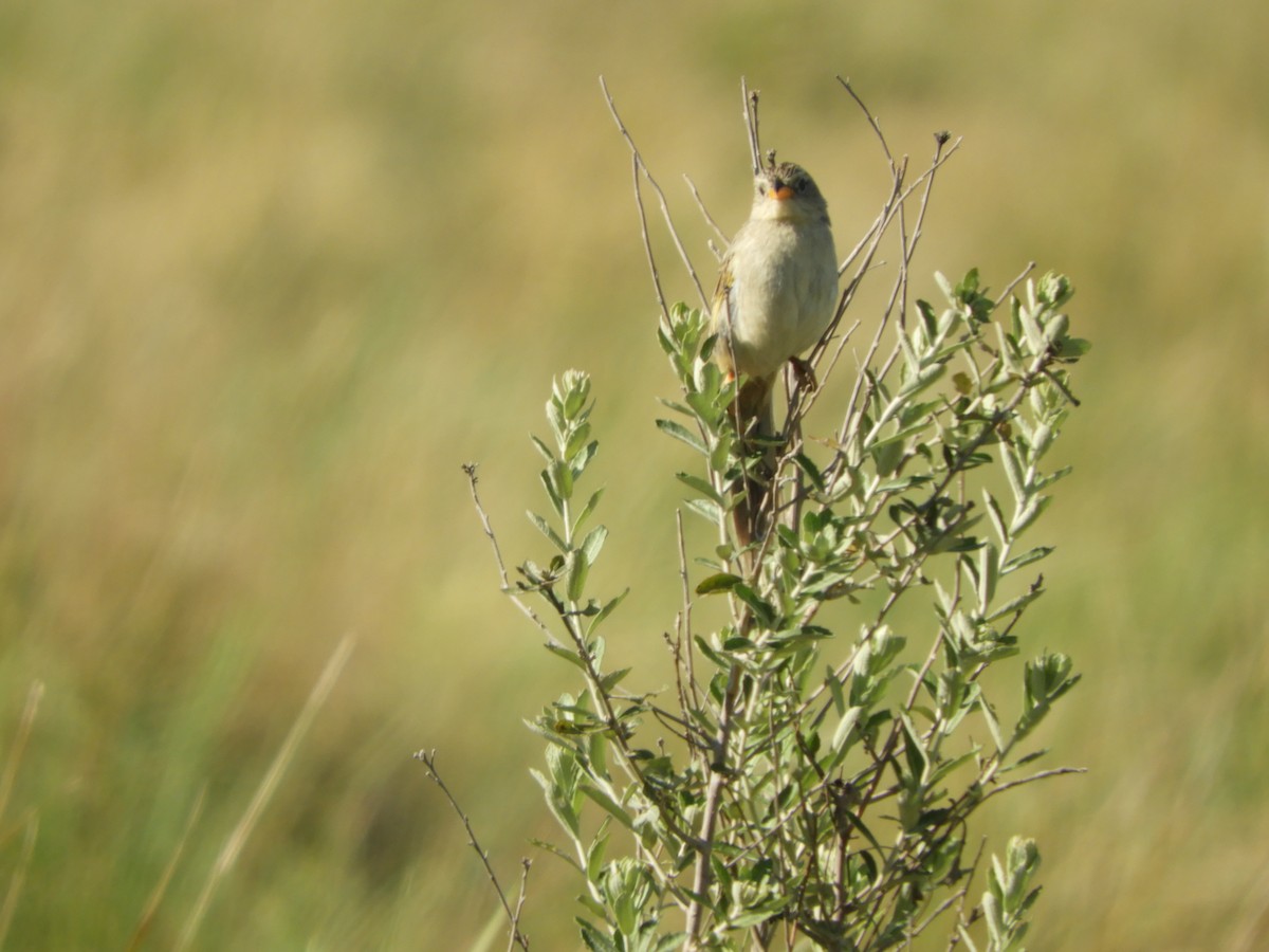 Wedge-tailed Grass-Finch - ML502914831