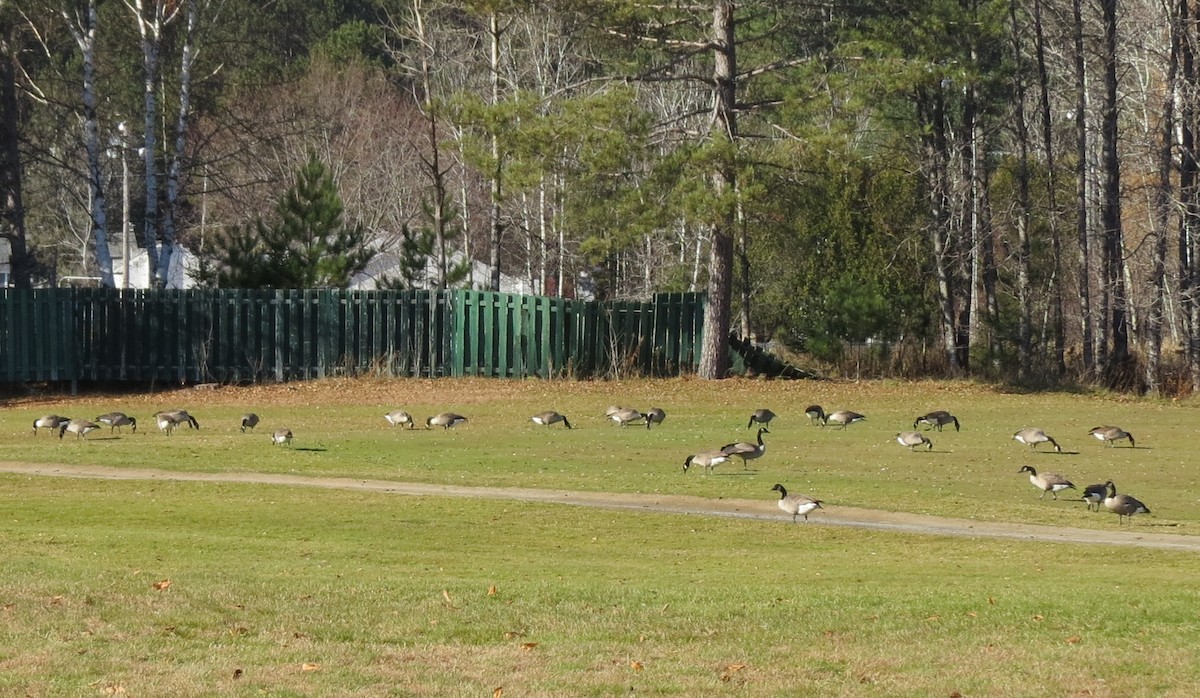 Oca canadese maggiore - ML502914981