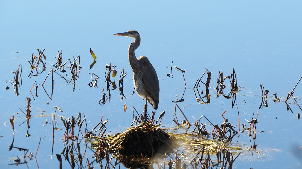 Great Blue Heron - ML502915401