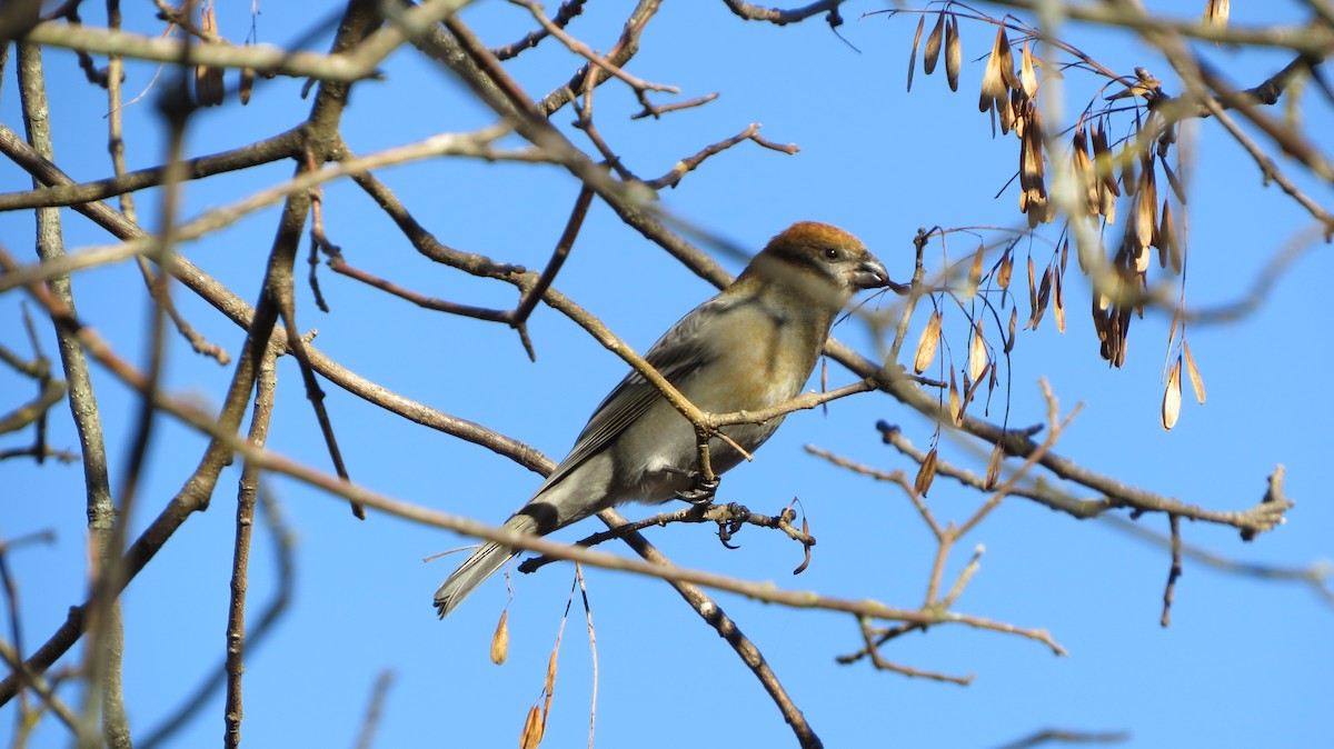 Ciuffolotto delle pinete - ML502916011