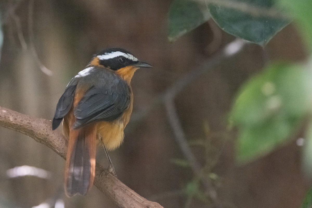 White-browed Robin-Chat - ML502917651