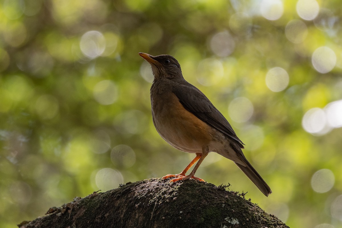 African Thrush - ML502917811